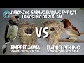 Download Lagu Unboxing Sarang Emprit Jawa vs Emprit Peking langsung dari Alam (Leucogastrodies vs Punctulata)