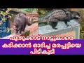 Download Lagu PUDUKADNEWS.com പുതുക്കാട് കാഞ്ഞൂരിൽ നാട്ടുകാരെ കടിക്കാൻ ഓടിച്ച മരപ്പട്ടിയെ പിടികൂടി