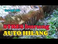 Download Lagu STRES BURUNG AUTO HILANG lanjut berkicau gacor dengan terapi air