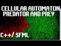 Coding Predator And Prey Cellular Automaton in C SFML
