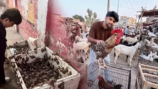 Sabtain Ny Aj Apni Pet Shopping kr Li😍