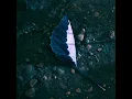 Let Go