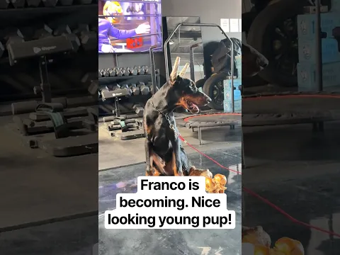 Franco is becoming a nice looking teenager m! #doberman