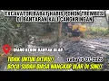 Download Lagu Pantes Banyak Ular!! EXCAVATOR BABAT HABIS POHON BESAR BANTARAN KALI CANGKRINGAN #dedimulyadi