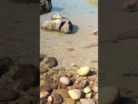أسماك صغيرة