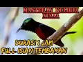 Download Lagu MASTERAN KOLIBRI NINJA FULL ISIAN TEMBAKAN,DURASI FULL 1 JAM