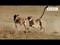 Download Lagu Cheetah chases wildebeest | The Hunt - BBC