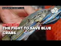 New blue crab law aims to protect species local fisherman have major concerns