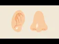 Learn Human Body Parts for Kids Fun Flashcards Sounds Educational