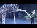Circus. The show of different animals. Bisons, kangaroos, ostriches \u0026 giraffe