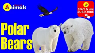 Download Polar Bears Animals MP3