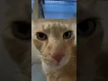 Download Lagu Kiss Kiss Cat V4 #kisscat #cat