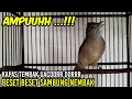 KAPAS TEMBAK GACOR TEMBAKAN RAPAT
