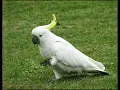 Download Lagu SUARA BURUNG KAKAK TUA GACOR KALI