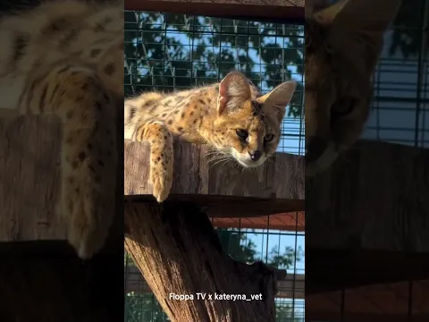 Cute Serval #sogga