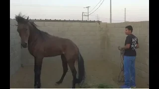 حصان يهاجم راعيه ويحاول يعضه ويصقله    حل المشكلة في   دقائق دندنها