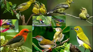 Download Suara pikat burung kombinasi anak sirtu,kolibri,prenjak,pleci. MP3