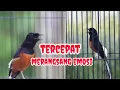 Download Lagu TERCEPAT MERANGSANG EMOSI LANGSUNG BONGKAR MATERI