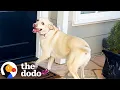 Download Lagu Dog Rings Her Special Doorbell At Her Best Friend's House | The Dodo