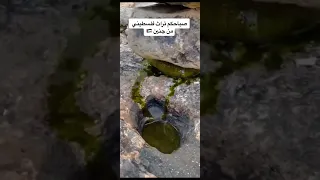 فلسطين طريقة قديمة وتراثية في عصر الزيتون من مدينة 