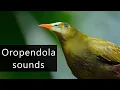 Download Lagu Suara burung Oropendola yang memukau
