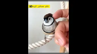 عصفور بومة فينش مروض روعة Owl Finch Bicheno Finch 