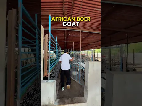 5 STAR AFRICAN GOAT SETUP🐐💥#GoatFarming #BoerGoat #indianfarmer #shorts