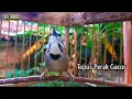 Download Lagu Tepus Pipi Perak Buat Pikat \u0026 Masteran