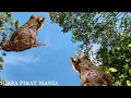 Download Lagu MP3 suara kodok di malam hari