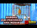 Lagu ANIS MERAH GACOR  PANCINGAN ANIS MERAH BIAR LANGSUNG NYAUT #pancingananismerah