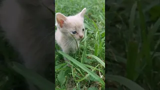 Micro Kitty calls for his friend to find him