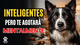 Por qué el BORDER COLLIE está DESTRUYENDO a sus Dueños