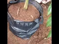 Lagu Proses/cara pemindahan bibit durian dongkelan ke planterbag.#shorts