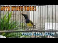 Download Lagu Cuit Crett Ucekkk Ucekkkk Pancingan Sogon cepat Emosi‼️langsung Nyaut