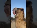 Camel getting its stomach out to cool down