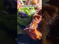 Download Lagu #3 top foodie spot in Bohol Philippines, Bohol bee farm. #foodie #travel #bohol #ribs