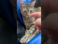 Download Lagu Two munchkins ❤️ #cat #catvideos #catlove #catcare #kitten #animals #cute #babies #catshorts #shorts