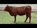 J J Cattle Co Open Replacement Heifer Online Auction