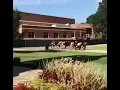 Naruto running vine
