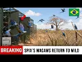 Brazil Released 20 Spix s Macaws Into Dead Caatinga Extinct Bird Is Flying Wild Again Today