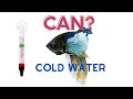 Can Betta Fish Live in Cold Water - Betta fish information
