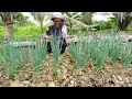 Download Lagu KABAR BARU‼️TANAMAN DAUN BAWANG MAS MUSLIM PERANTU NEKAT DARI PEMALANG 