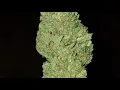 WHITE GELATO STRAIN WAKE AND BAKE STYLE