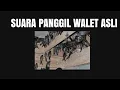 Download Lagu SUARA PANGGIL BURUNG WALET