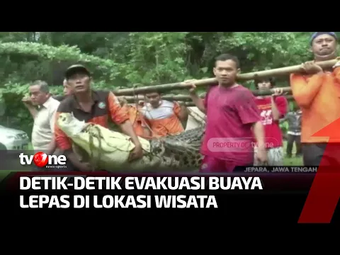 Bikin Panik! Buaya di Objek Wisata Lepas ke Area Parkir