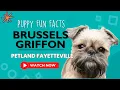 Everything you need to know about Brussels Griffon puppies