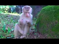 Lagu Monkey Lily seem quiet same mama Libby, she walk slowly and flip to see mother's face