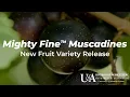 Mighty Fine Muscadine Cultivar AM-70 Arkansas Fruit Breeding Program