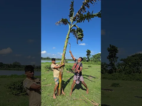 How bananas are cut, banana (4462) 🍌😱 #banana #farming #shorts #bananas #bananafarming