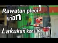 Download Lagu perawatan harian pleci sahdu